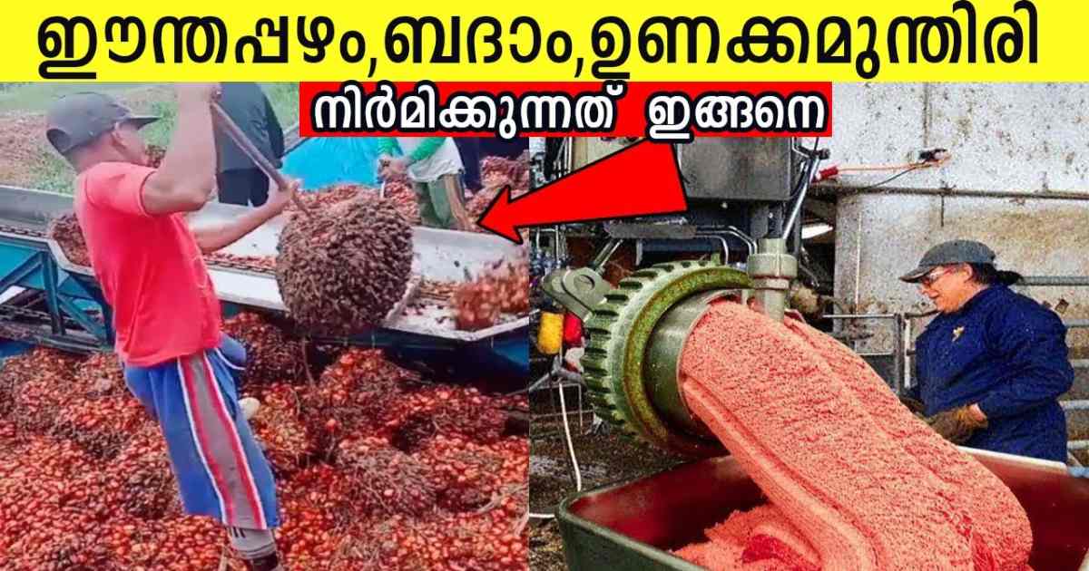Dry Fruits Factory Process