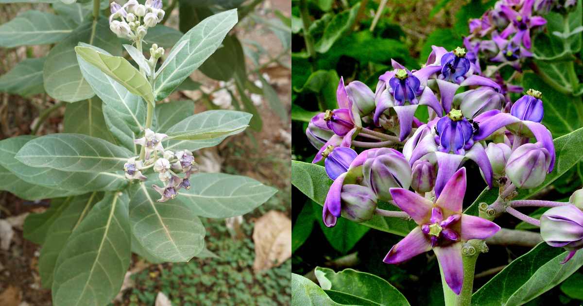 Erikk Plant Benefits