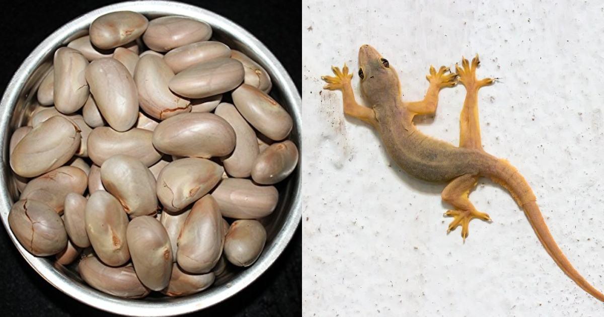 Get Rid Of Lizards Using Jackfruit Seed