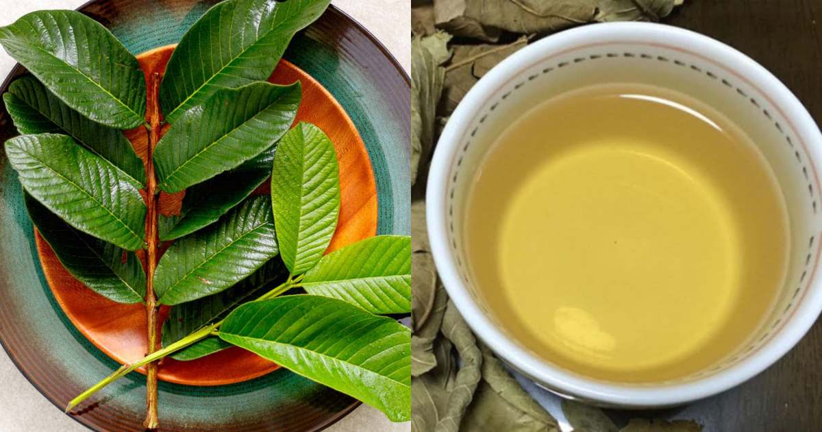 Guava leaves health benefits