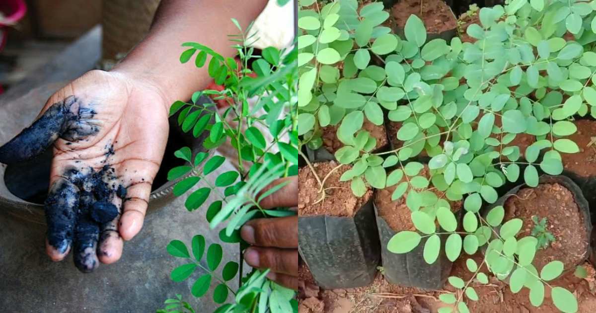 Indigo Plant Health Benefits