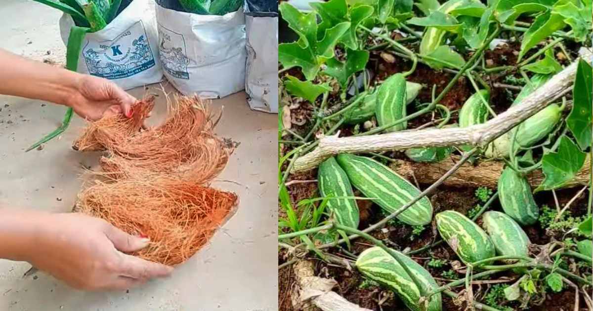 Koval krishi tips using coconut husk