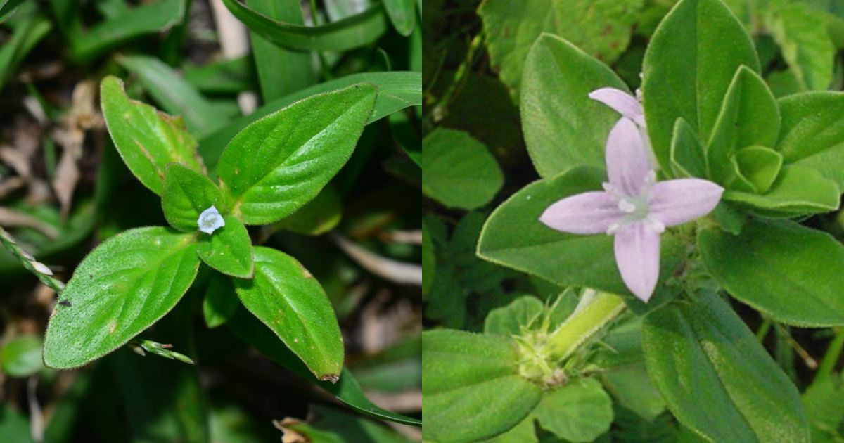 Kudalchurukki plant Health benefits
