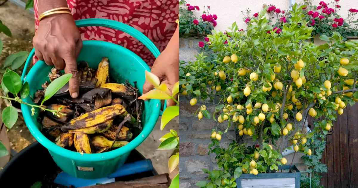 Lemon Cultivation Tips