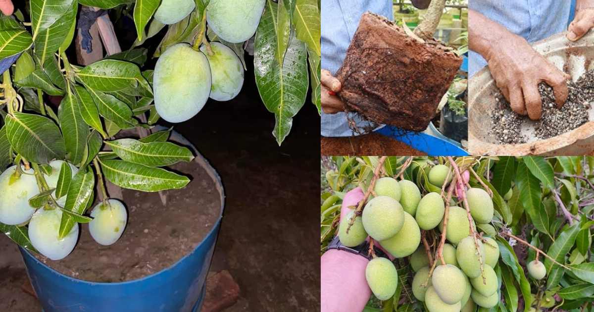 Mango farming tips in Drum