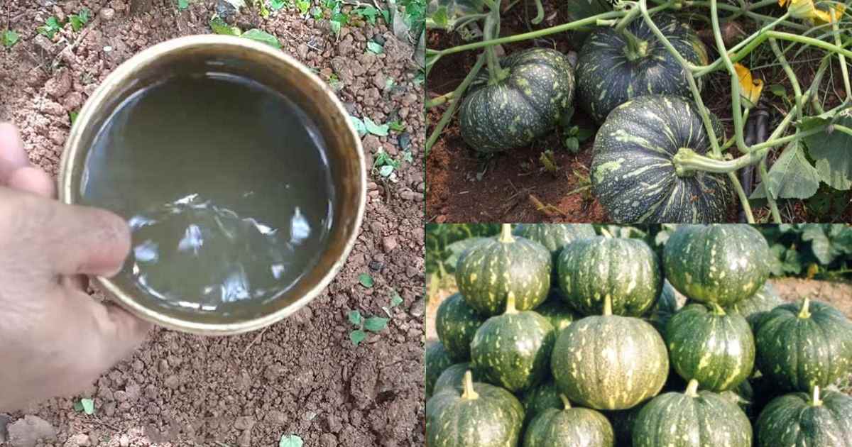 Mathanga Krishi tips
