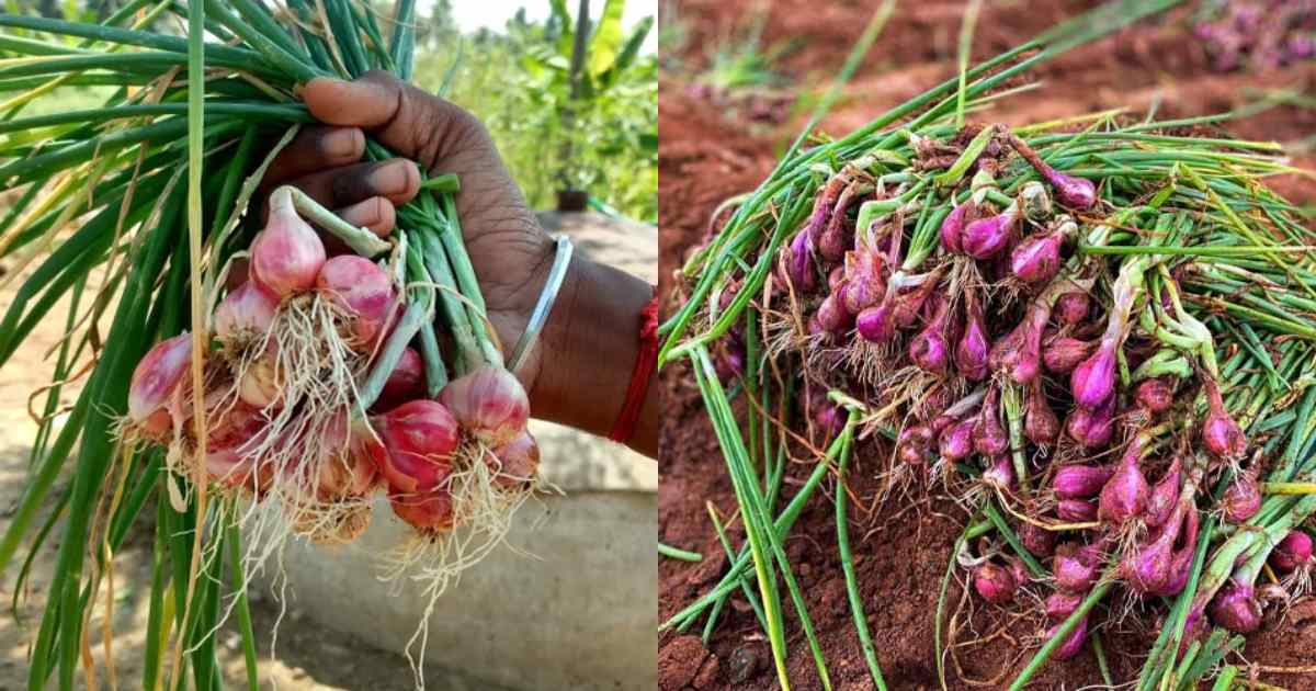 Onion farming tips on terrace