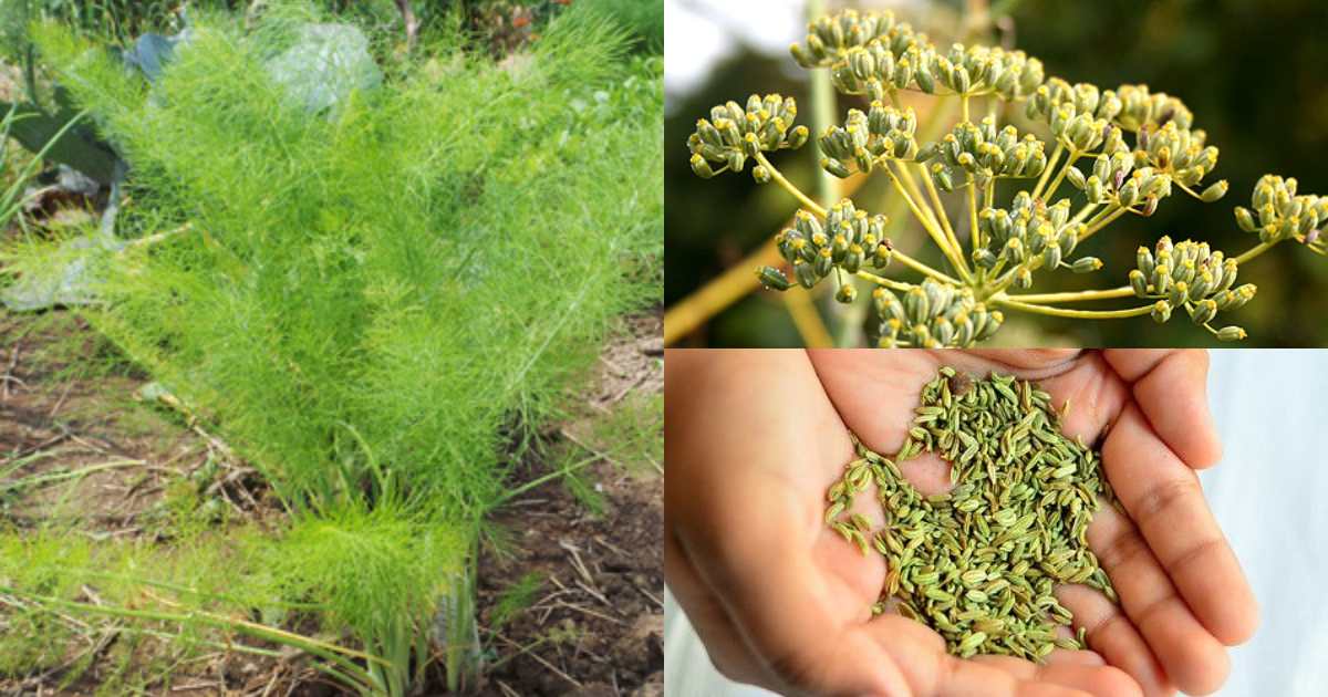 Perumjeerakam Krishi tips