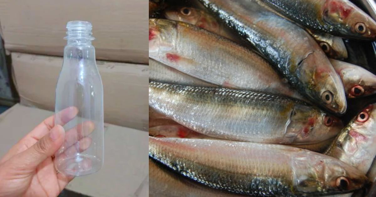 Sardine Fish Cleaning Tips