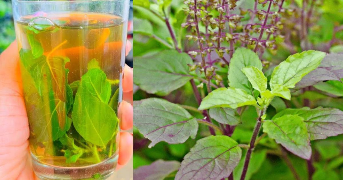 Thulsi Drink Health Benefits