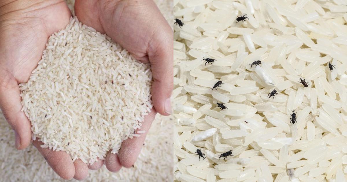 Tip to Get Rid of Rice Bugs