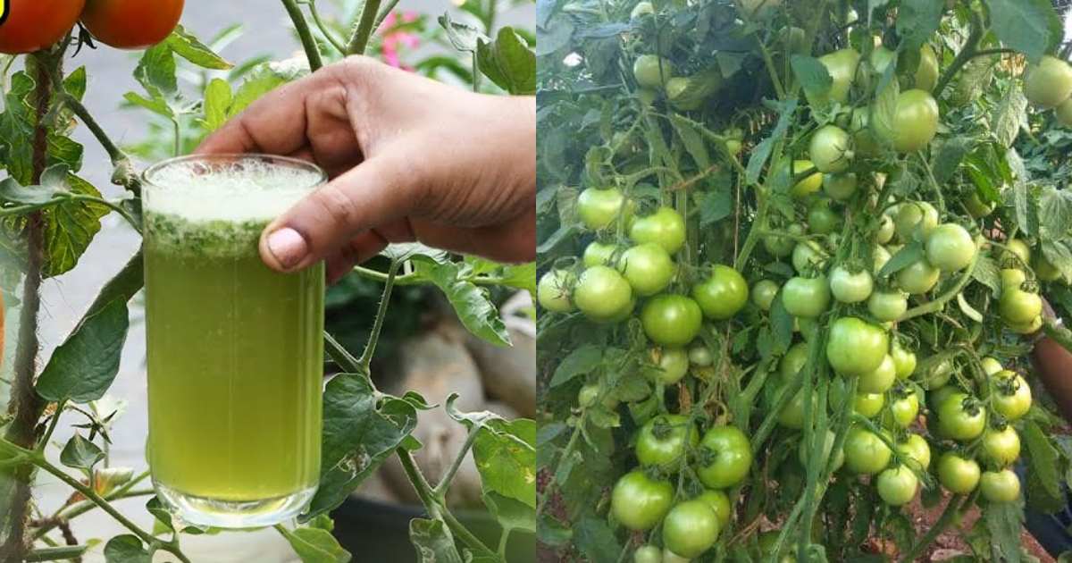 Tomato Krishi tip using Aloevera juice