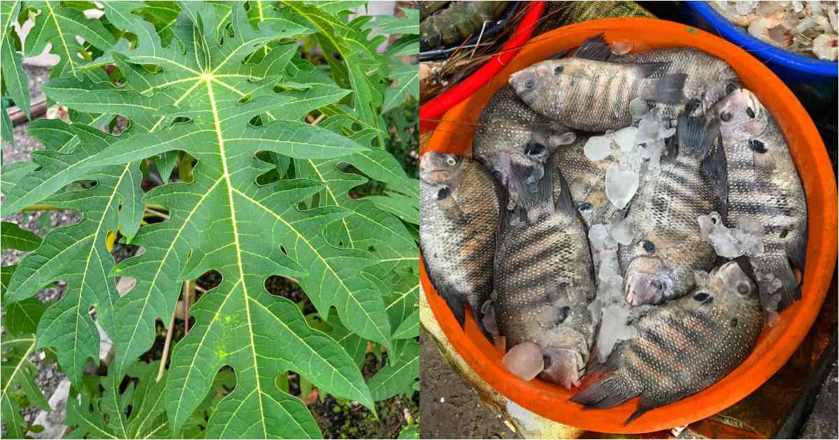 Easy Fish Cleaning Using Papaya Leaves