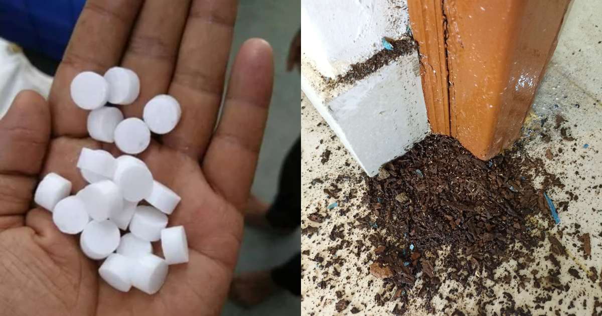 Get Rid Of Termites Using Camphor