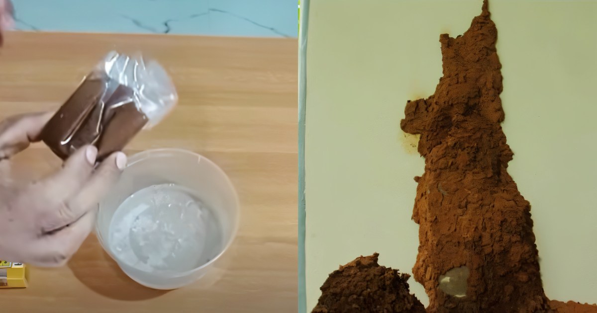 Get rid termite