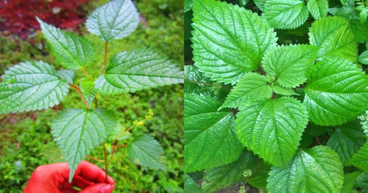 Kodithuva Plant health benefits