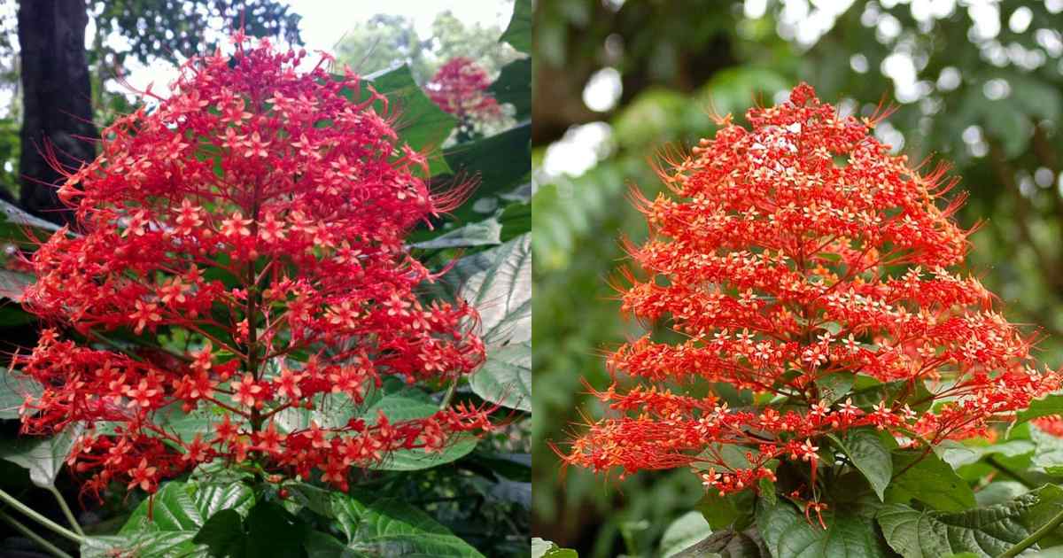 Krishna Kireedam health benefits