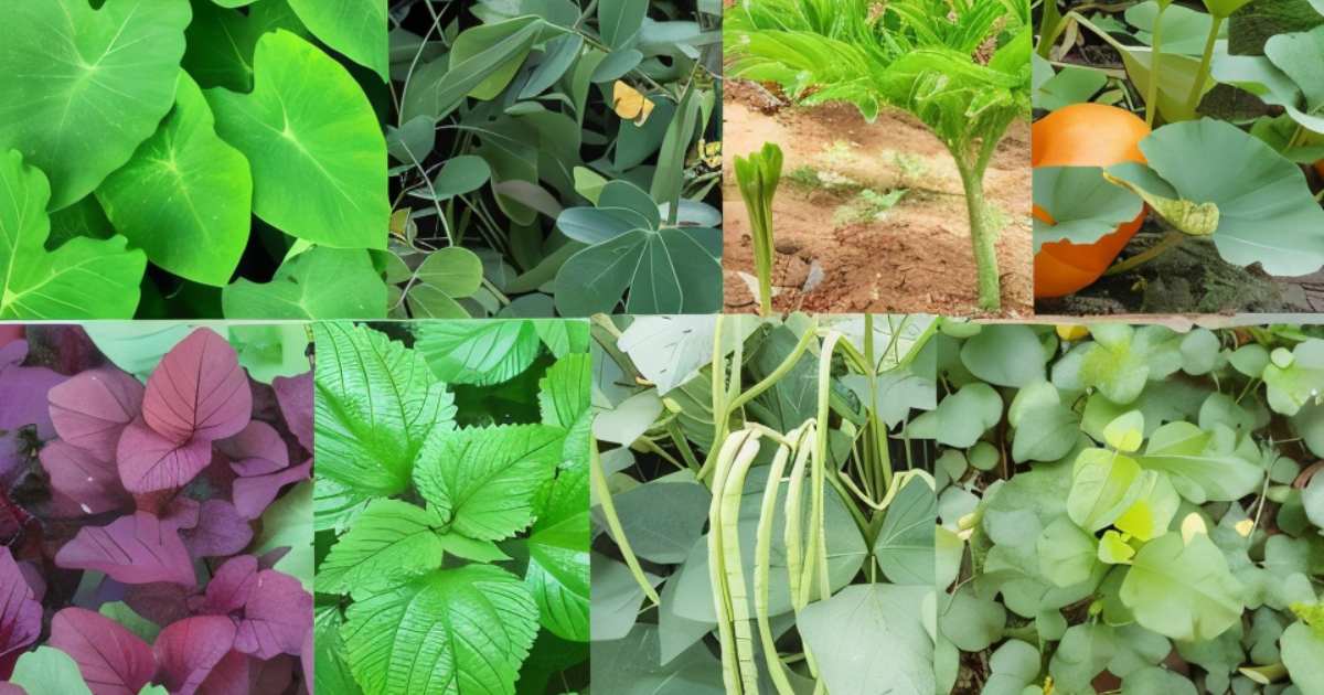 Medicinal Ayurvedic Ten Leaves