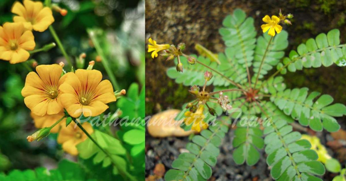 Mukkutti Plant Benefits