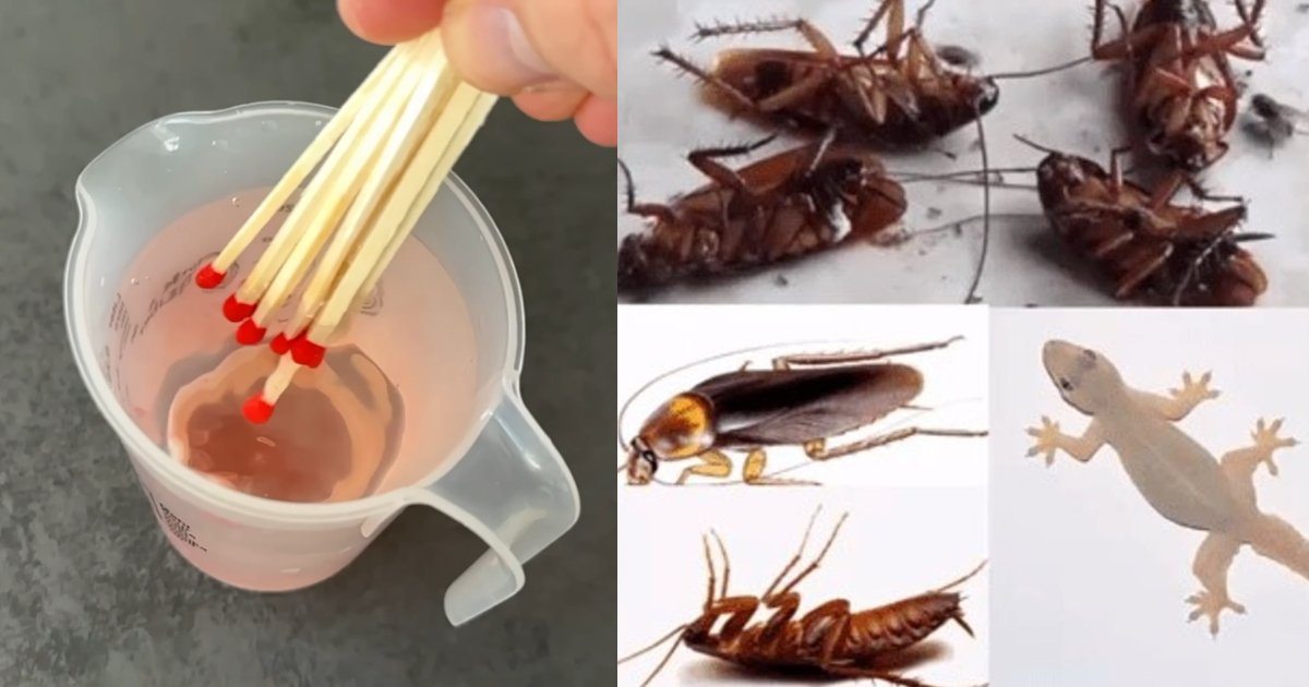 To get rid Lizards using matchbox