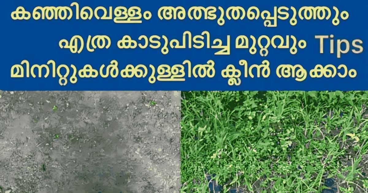 Weed Removing tips using rice water