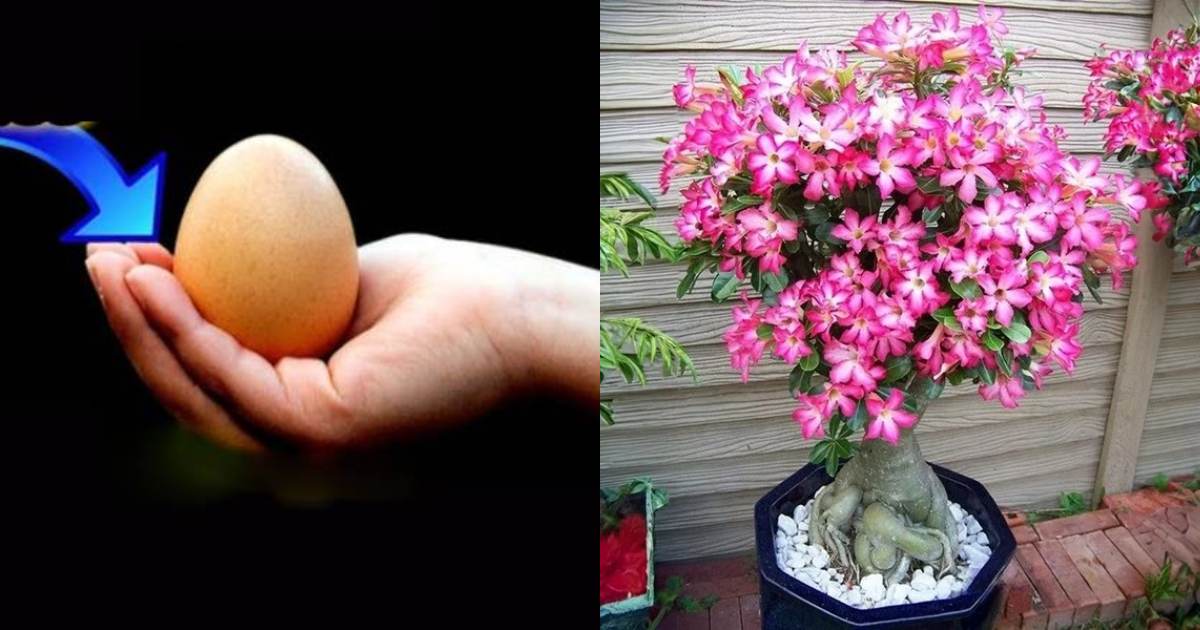 Adenium Flowering using Egg