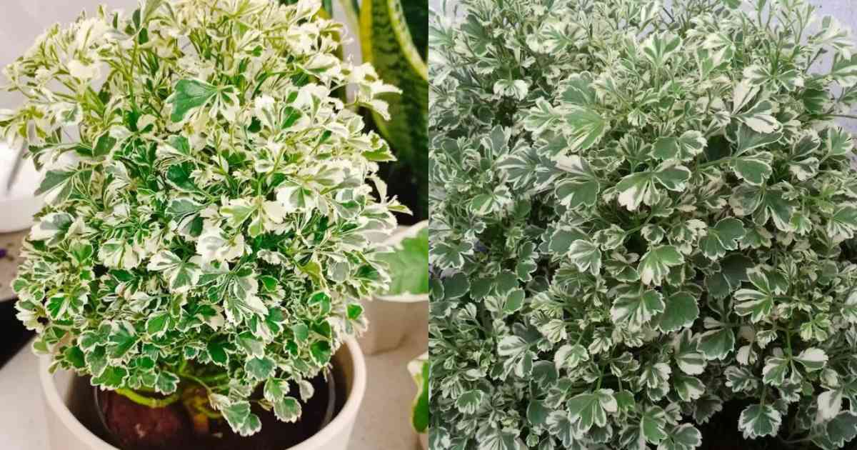 Aralia Plant easy Care tips