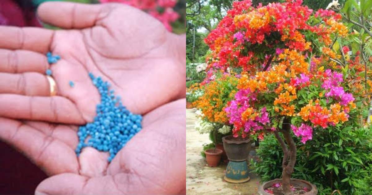 Bougainvillea plant care tip