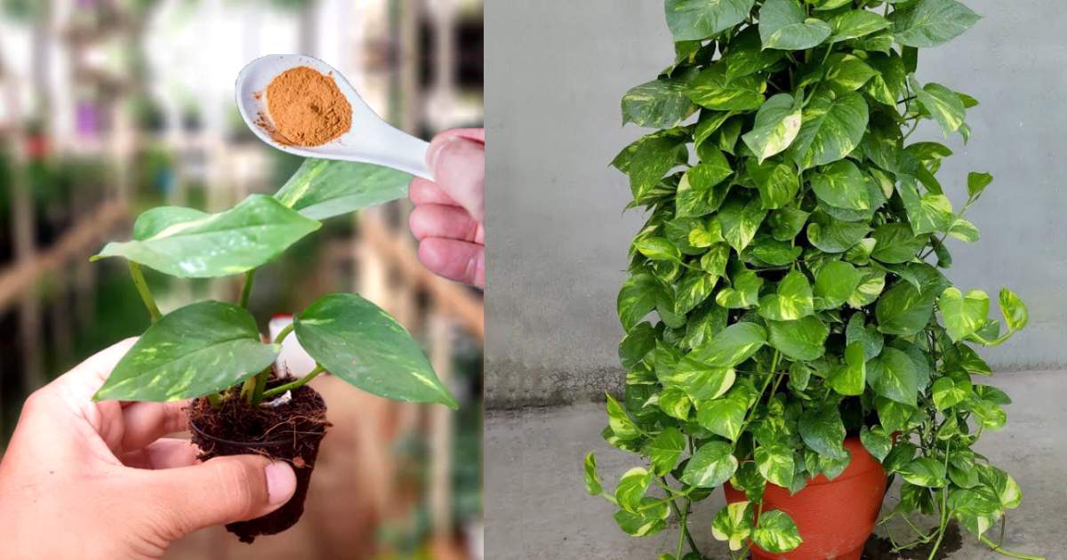 Bushy and longer Money plants care