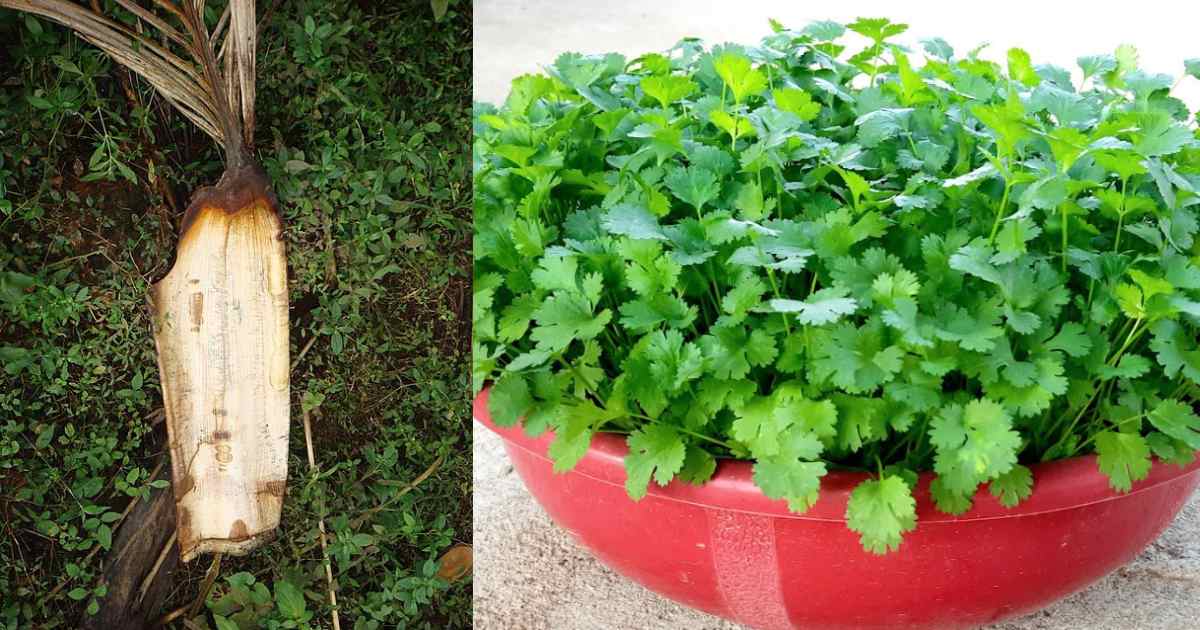 Coriander cultivation Easy trick