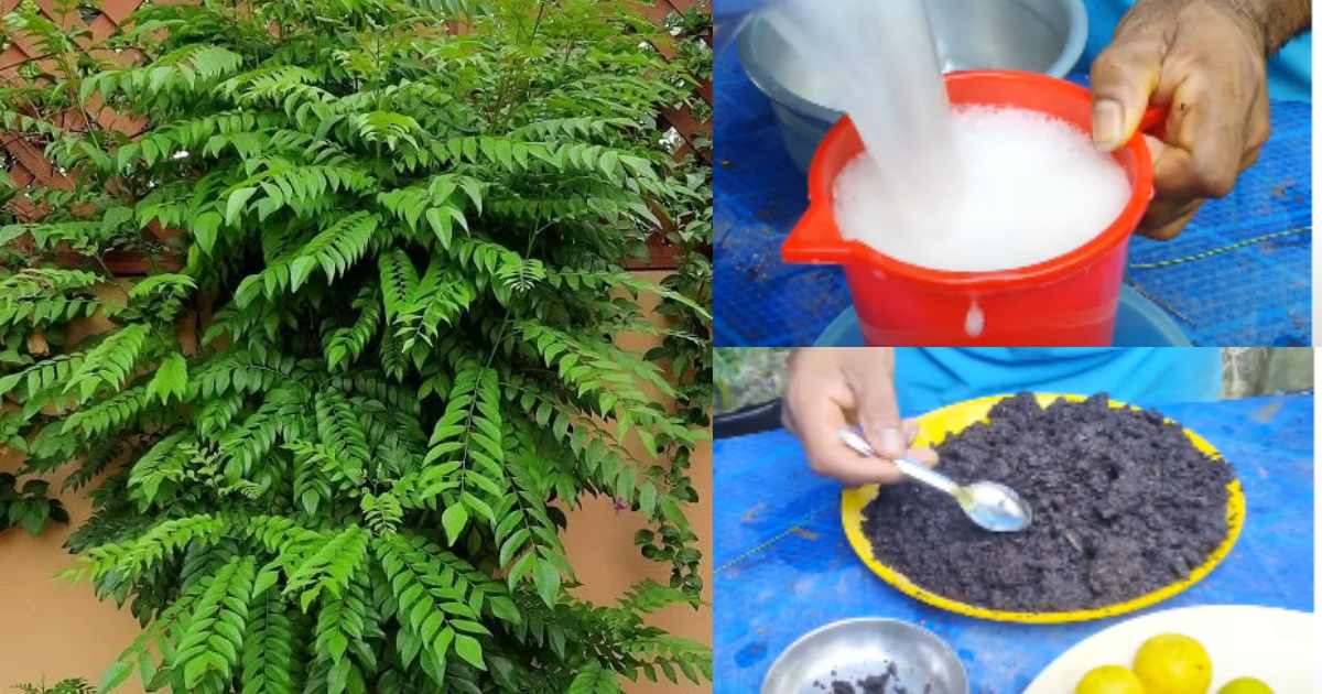 Curry leaves Krishi Tips