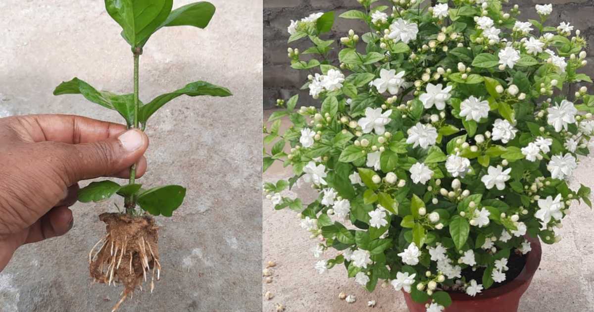 Jasmine flower plant growth