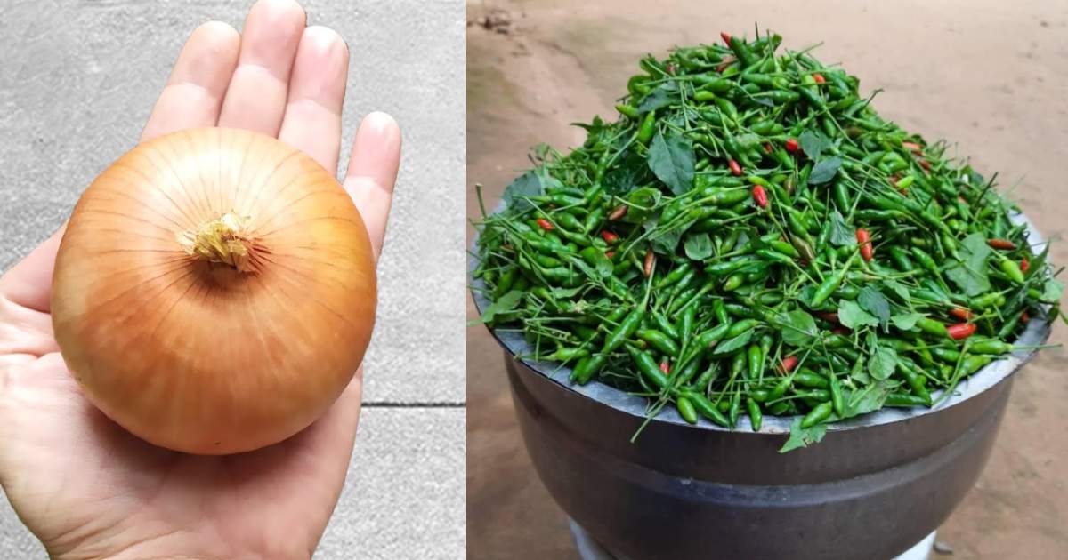 Kanthari chilly Krishi tip Using Onion