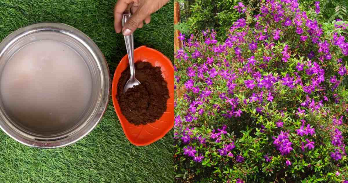 Melastoma plant Flowering tricks