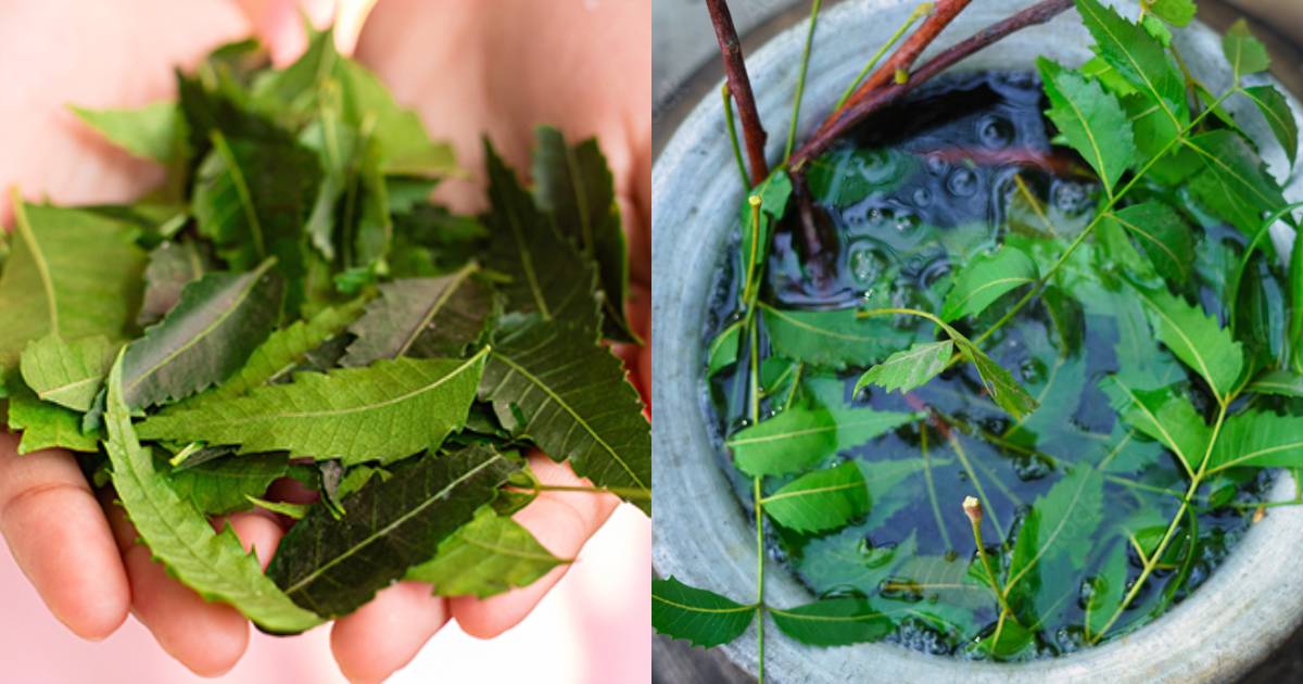 Neem Leaves Water health Benefits