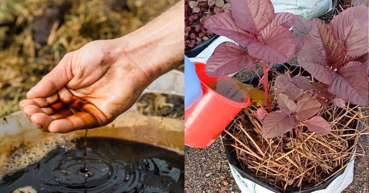 Organic manure pesticide for spinach