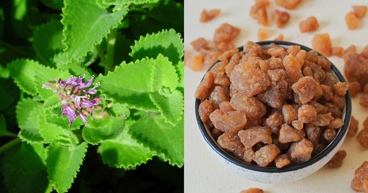 Panamkalkandam panikurkka for cough& cold