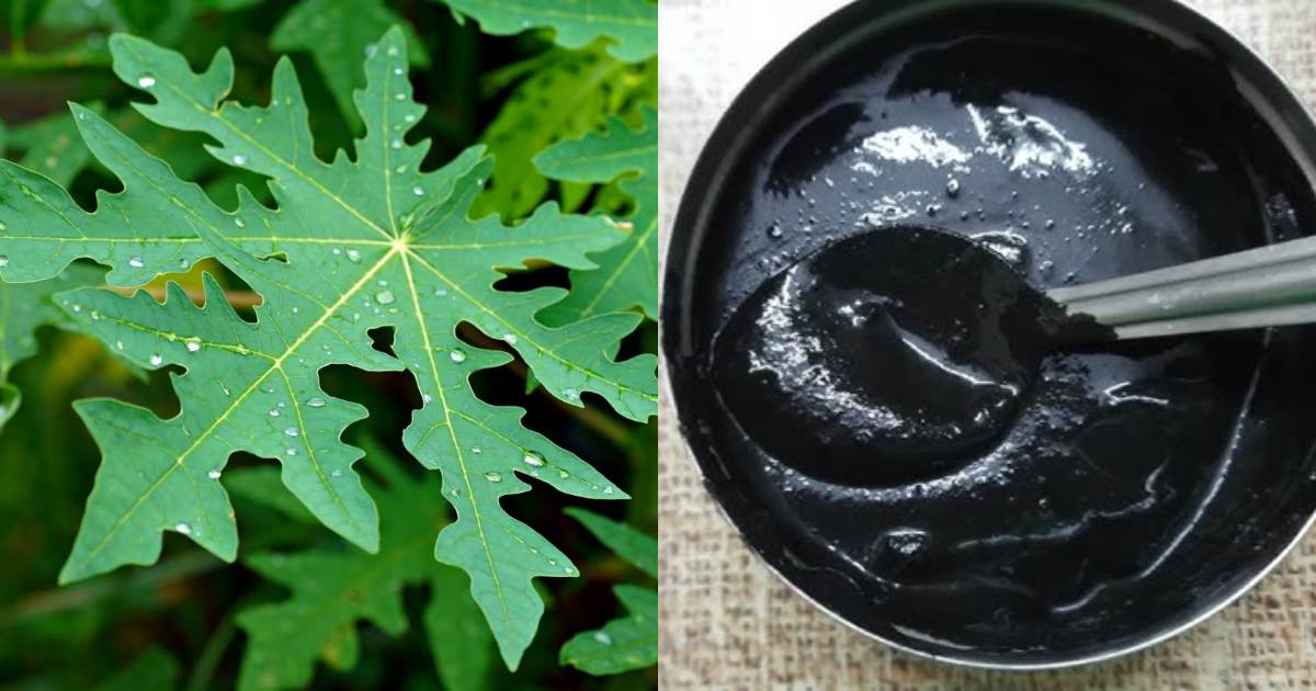 Papaya Leaf Natural hair dye making