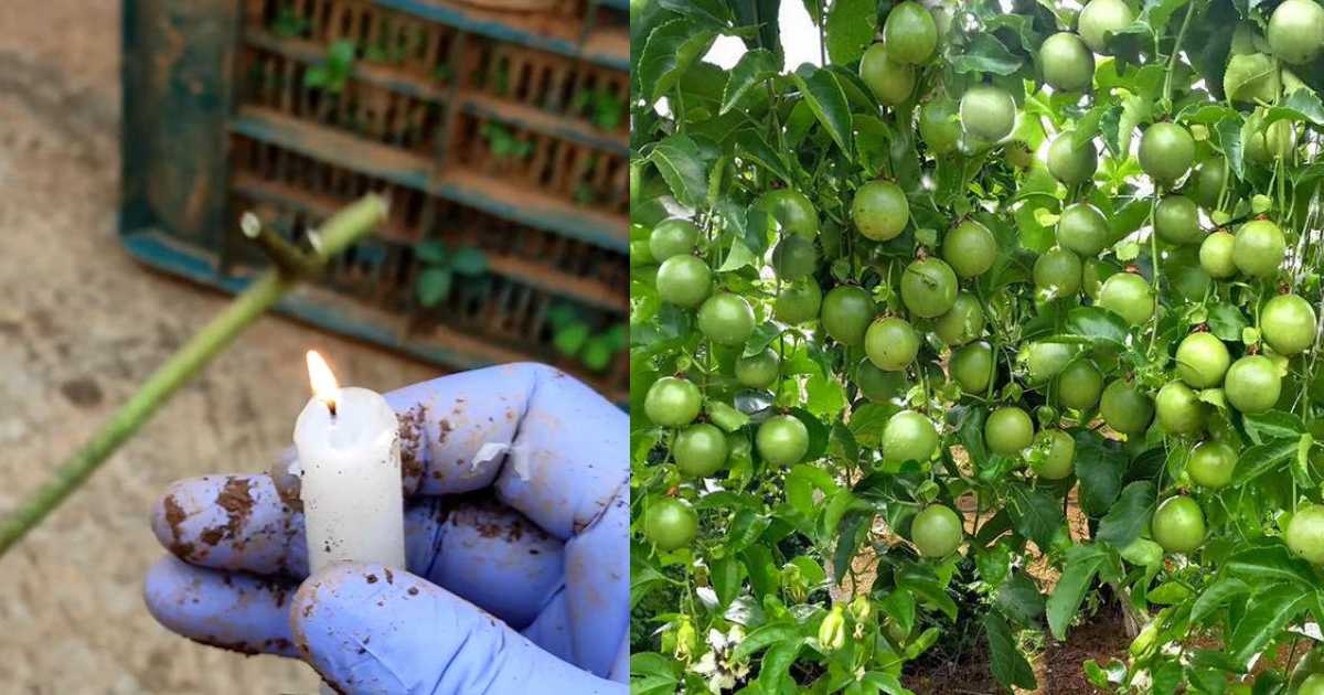 Pashion Fruit cultivation using candles
