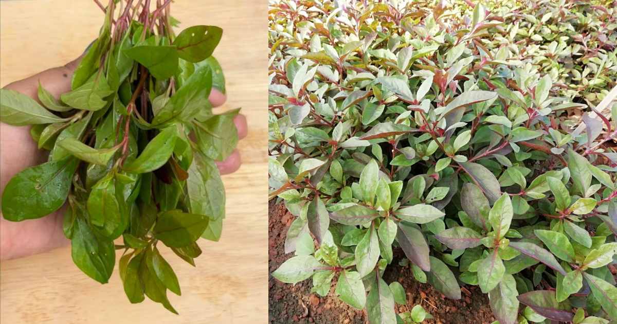Ponnamganni Cheera health Benefits