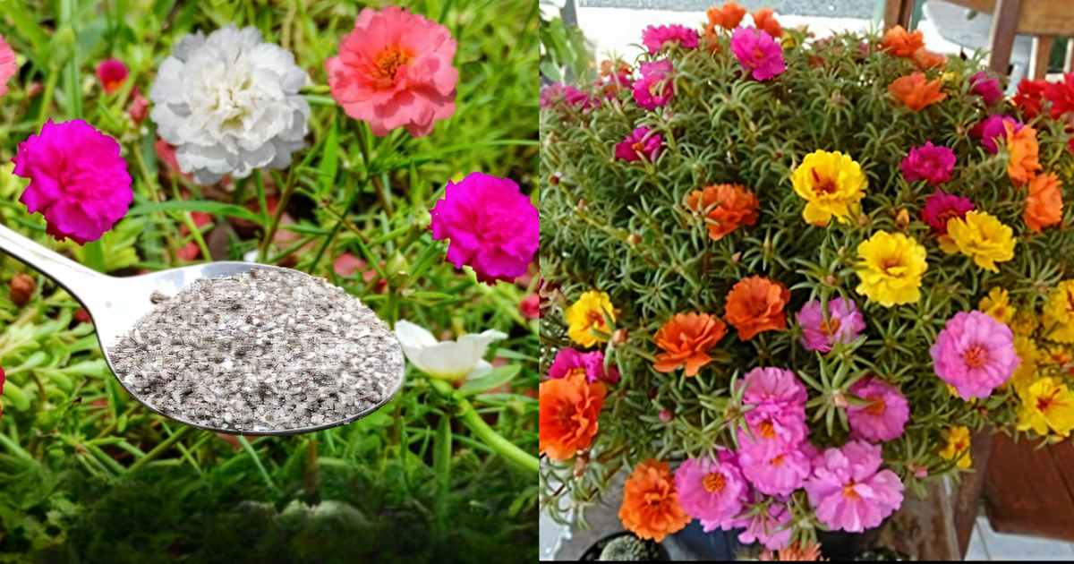 Portulaca plants care