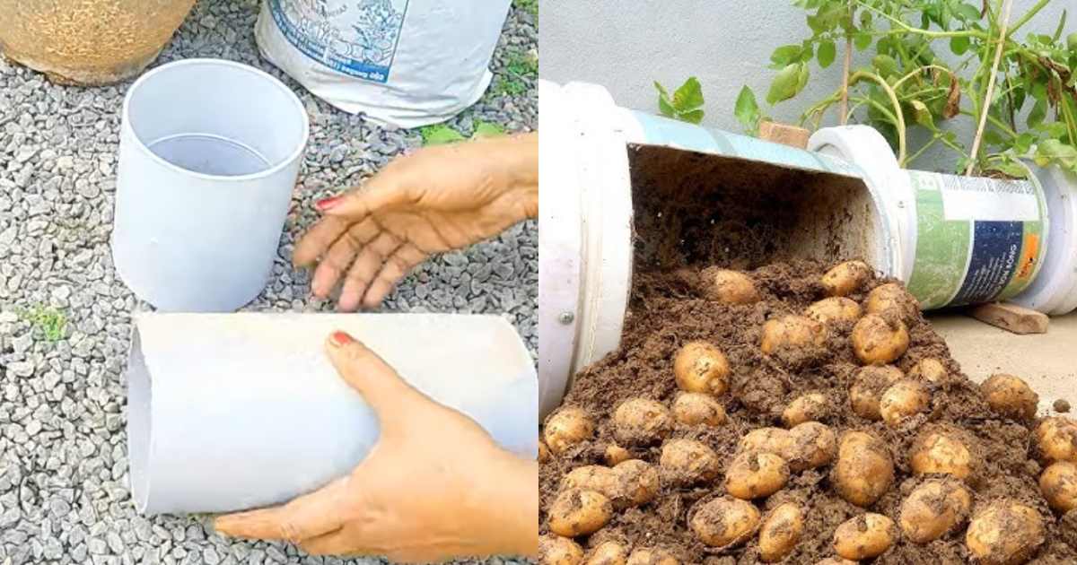 Potato Farming using PVC Pipes