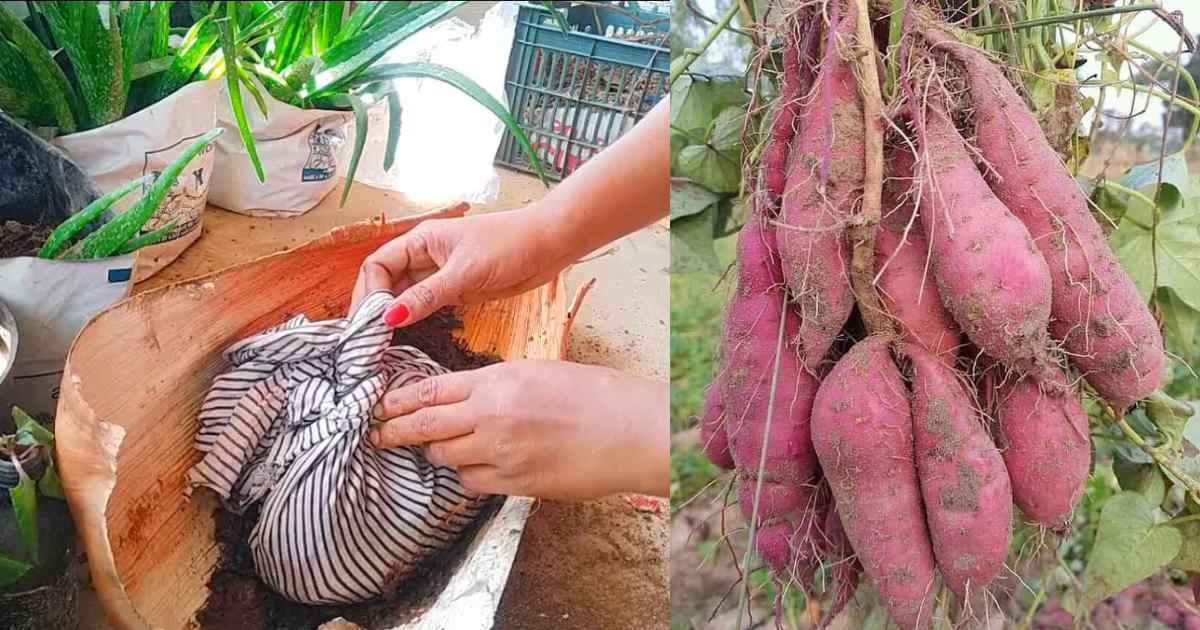 Sweet potatto easy farming