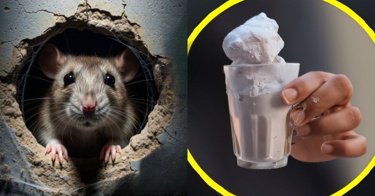 Tip to get rid of mouse and rat