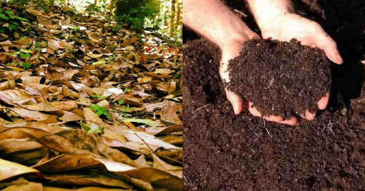Tip to make compost for plants