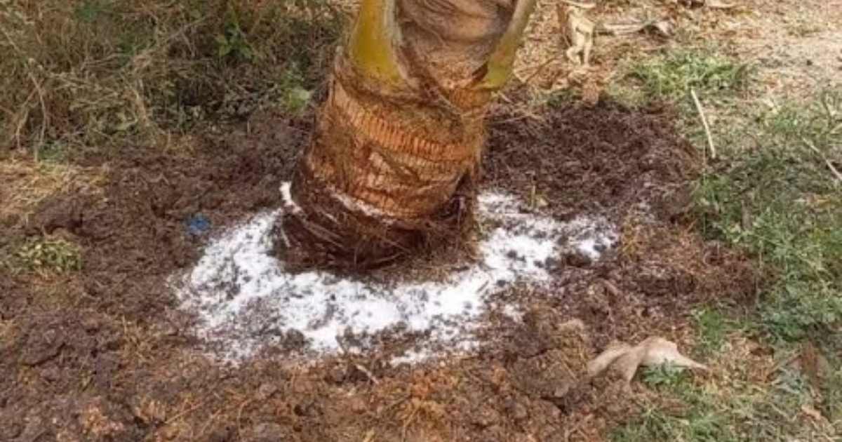 To Increase coconut production