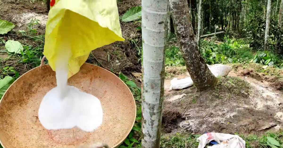 To Increase yield of coconut trees