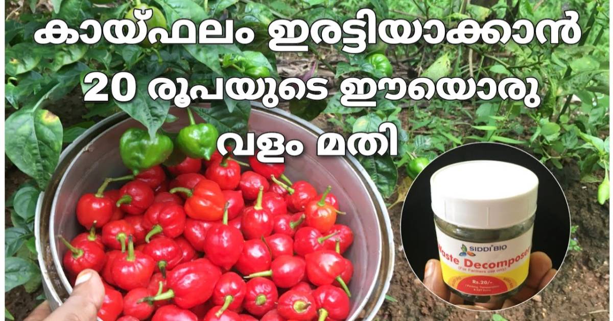 Vegetable cultivation grow tips