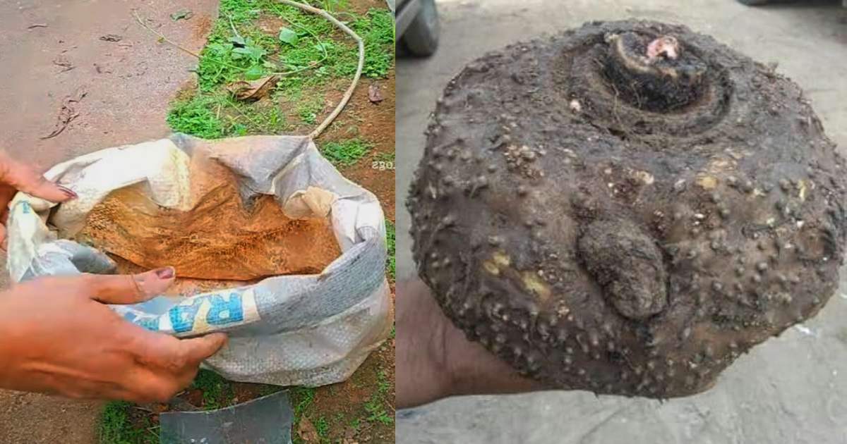 yam cultivation Cement Bag