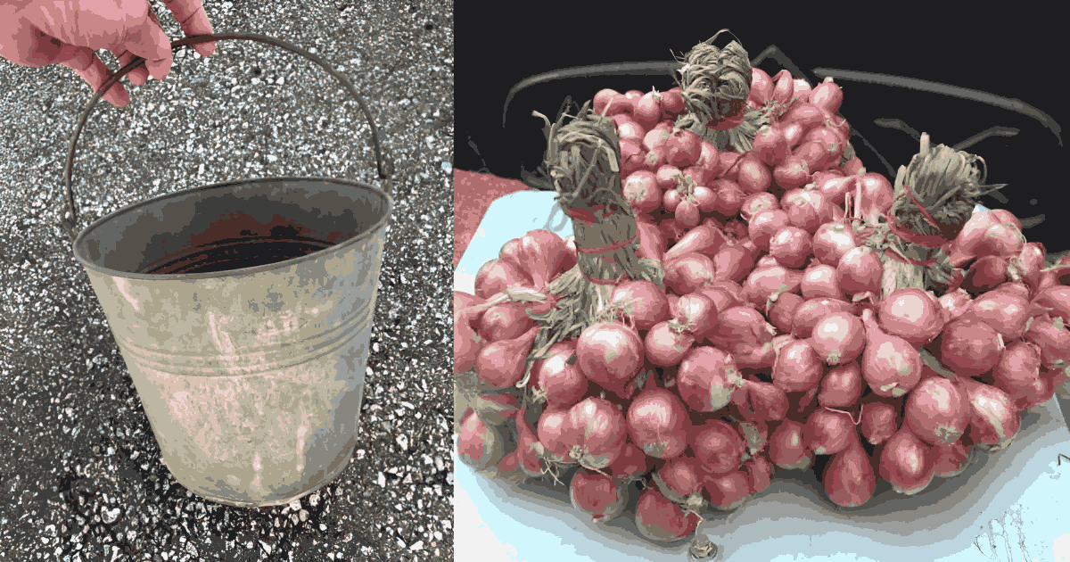 Easy Ulli krishi tips at home